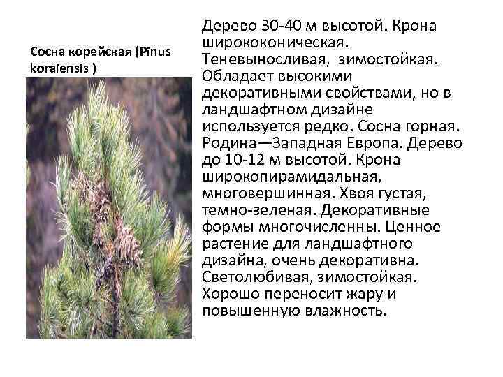 Сосна корейская (Pinus koraiensis ) Дерево 30 -40 м высотой. Крона ширококоническая. Теневыносливая, зимостойкая.