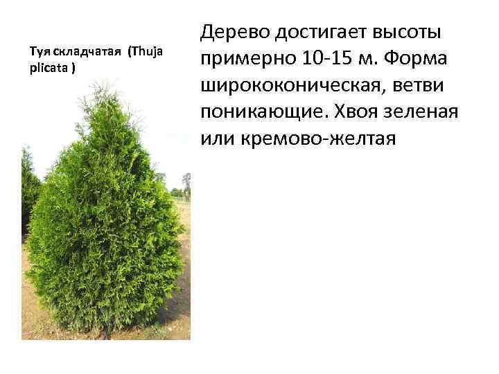 Туя складчатая (Thuja plicata ) Дерево достигает высоты примерно 10 -15 м. Форма ширококоническая,