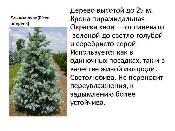 Ель колючая(Picea pungens) Дерево высотой до 25 м. Крона пирамидальная. Окраска хвои — от