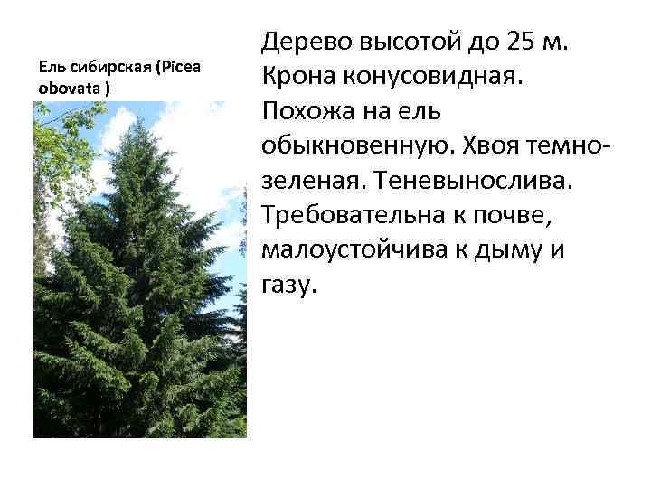 Ель сибирская (Picea obovata ) Дерево высотой до 25 м. Крона конусовидная. Похожа на