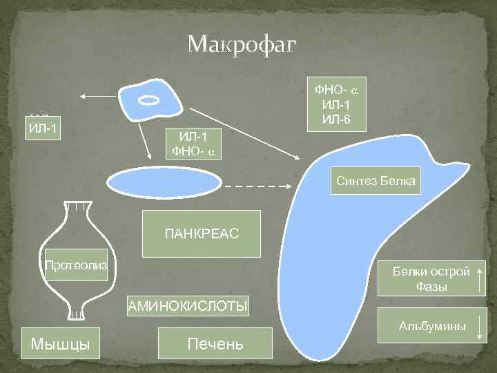 Макрофаг ИЛ-1 ФНО- ИЛ-1 ИЛ-6 ИЛ-1 ФНО- Синтез Белка ПАНКРЕАС Протеолиз Белки острой Фазы