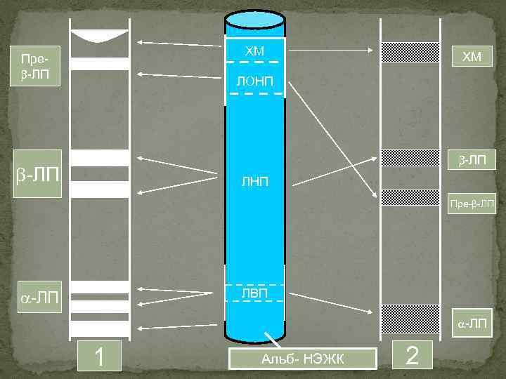 ХМ Пре -ЛП ХМ ЛОНП -ЛП ЛНП Пре- -ЛП ЛВП -ЛП 1 Альб- НЭЖК