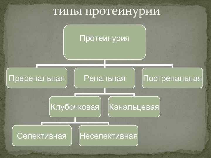 типы протеинурии Протеинурия Преренальная Ренальная Клубочковая Селективная Постренальная Канальцевая Неселективная 