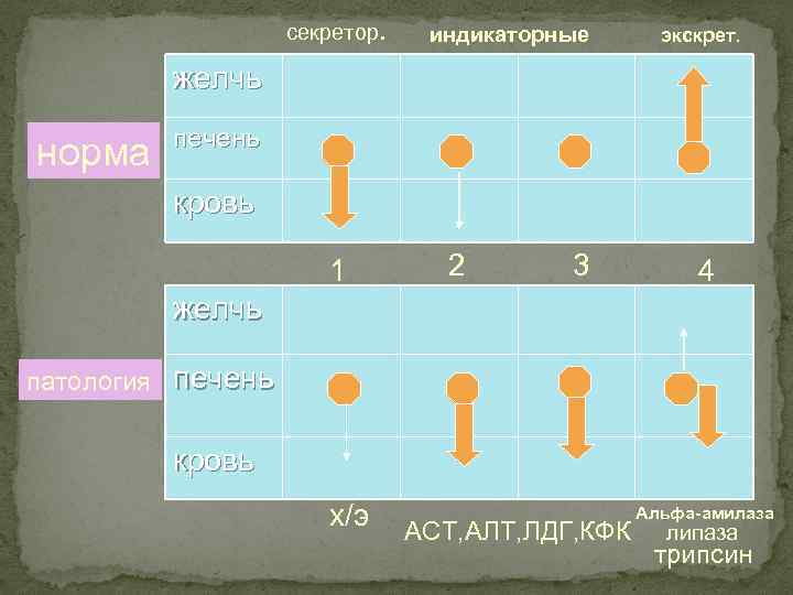 секретор. индикаторные экскрет. желчь норма печень кровь 1 2 3 4 желчь патология печень