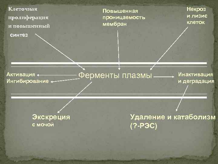 Клеточная пролиферация и повышенный Повышенная проницаемость мембран Некроз и лизис клеток синтез Активация Ингибирование