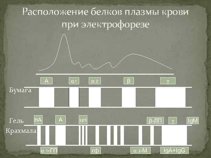 Расположение белков плазмы крови при электрофорезе 1 А 2 Бумага n. A Гель Крахмала