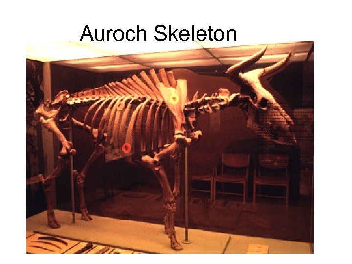 Auroch Skeleton 