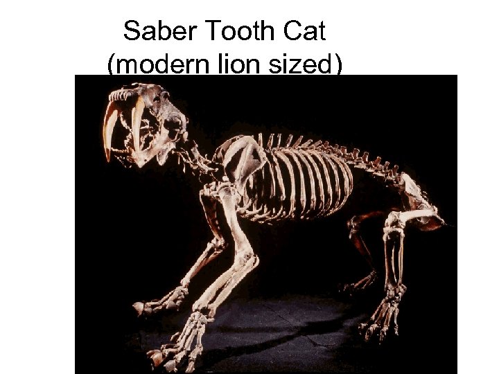 Saber Tooth Cat (modern lion sized) 