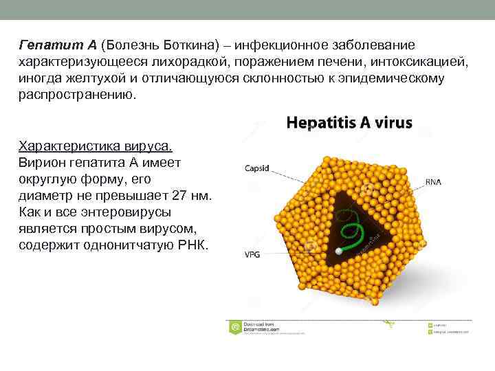 Гепатит А (Болезнь Боткина) – инфекционное заболевание характеризующееся лихорадкой, поражением печени, интоксикацией, иногда желтухой
