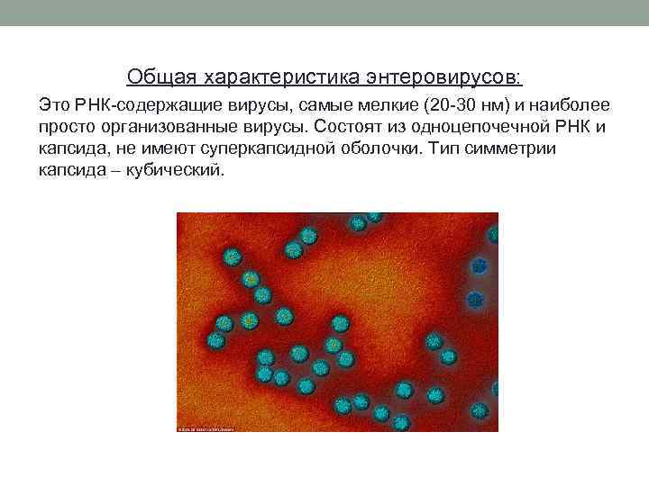 Общая характеристика энтеровирусов: Это РНК-содержащие вирусы, самые мелкие (20 -30 нм) и наиболее просто