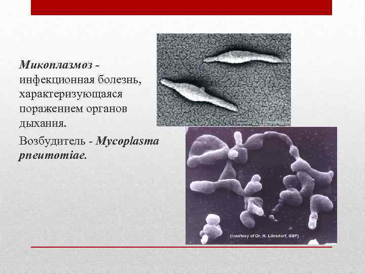 Микоплазмоз инфекционная болезнь, характеризующаяся поражением органов дыхания. Возбудитель - Мусоplasma рпеитотiае. 