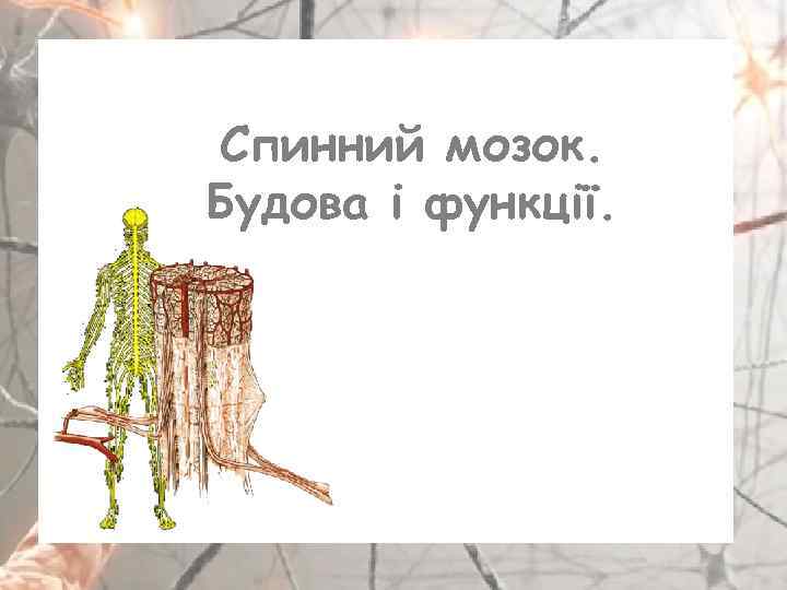 Спинний мозок. Будова і функції. 