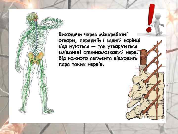 Виходячи через міжхребетні отвори, передній і задній корінці з’єд нуються — так утворюється змішаний