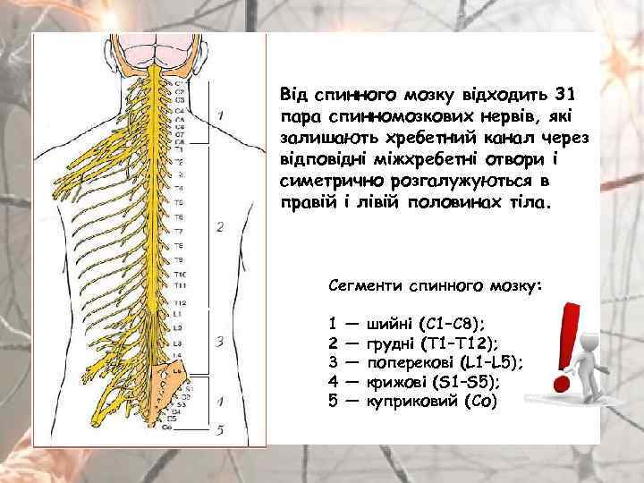 Від спинного мозку відходить 31 пара спинномозкових нервів, які залишають хребетний канал через відповідні