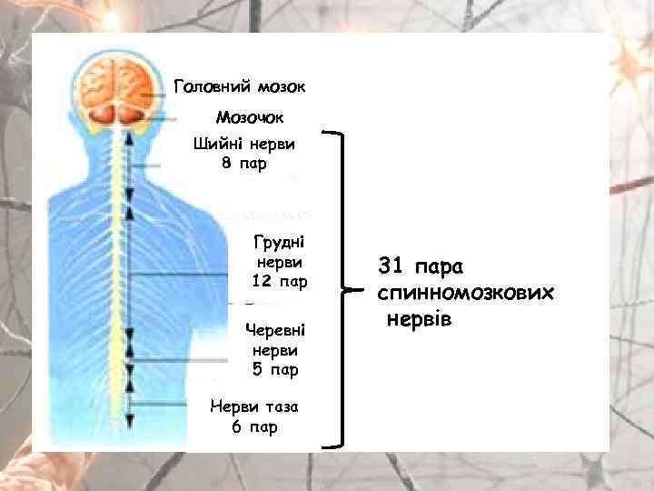 Головний мозок Мозочок Шийні нерви 8 пар Грудні нерви 12 пар Черевні нерви 5