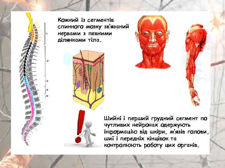 Кожний із сегментів спинного мозку зв’язаний нервами з певними ділянками тіла. Шийні і перший
