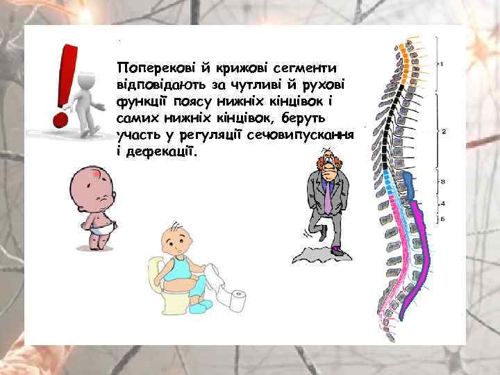 Поперекові й крижові сегменти відповідають за чутливі й рухові функції поясу нижніх кінцівок і