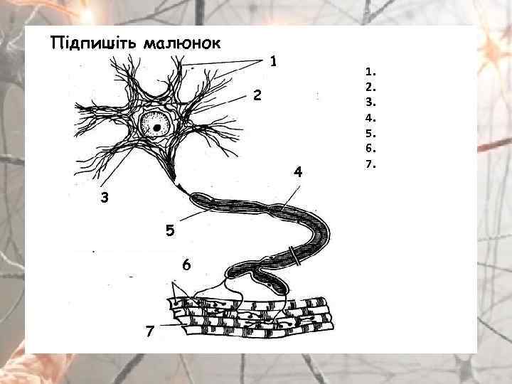 Підпишіть малюнок 1 2 4 3 5 6 7 1. 2. 3. 4. 5.