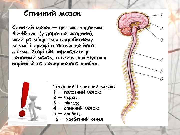Спинний мозок — це тяж завдовжки 41– 45 см (у дорослої людини), який розміщується