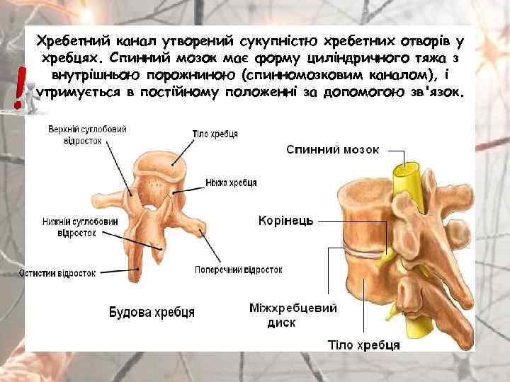 Хребетний канал утворений сукупністю хребетних отворів у хребцях. Спинний мозок має форму циліндричного тяжа