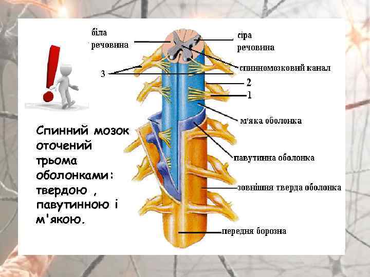 Спинний мозок оточений трьома оболонками: твердою , павутинною і м'якою. 