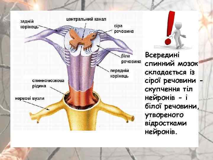 Всередині спинний мозок складається із сірої речовини скупчення тіл нейронів - і білої речовини,