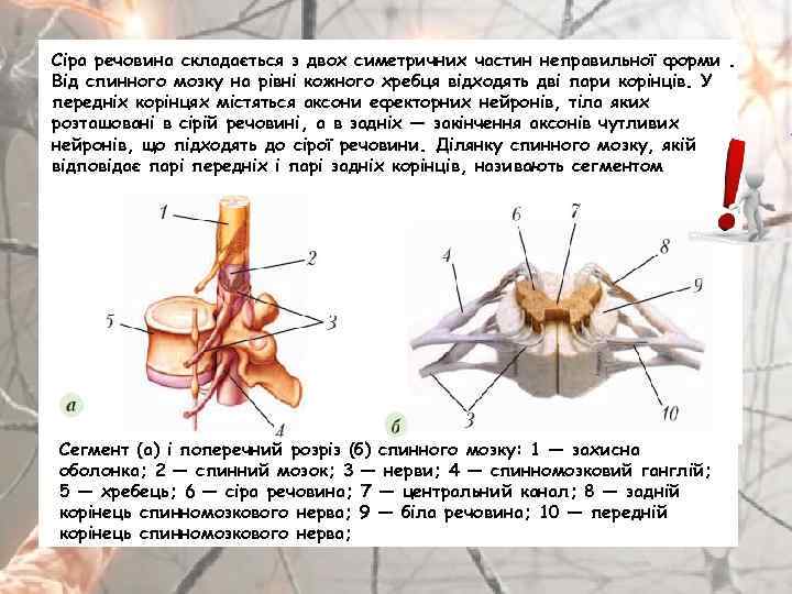 Сіра речовина складається з двох симетричних частин неправильної форми. Від спинного мозку на рівні