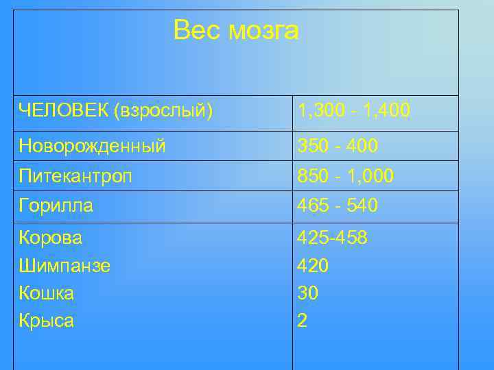 Вес мозга ЧЕЛОВЕК (взрослый) 1, 300 - 1, 400 Новорожденный 350 - 400 Питекантроп