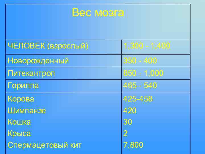 Вес мозга ЧЕЛОВЕК (взрослый) 1, 300 - 1, 400 Новорожденный 350 - 400 Питекантроп