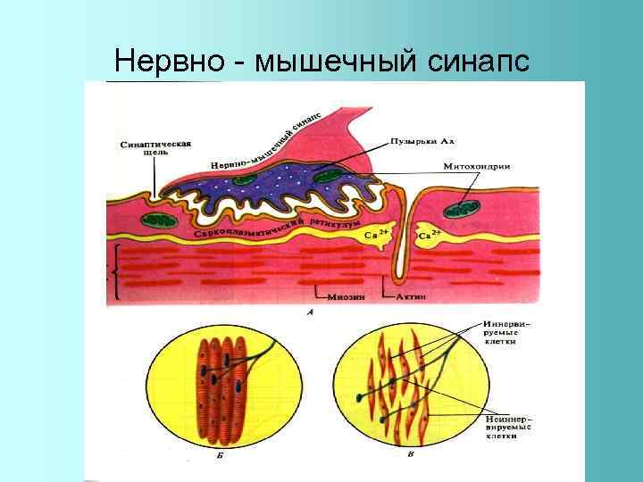Нервно - мышечный синапс 