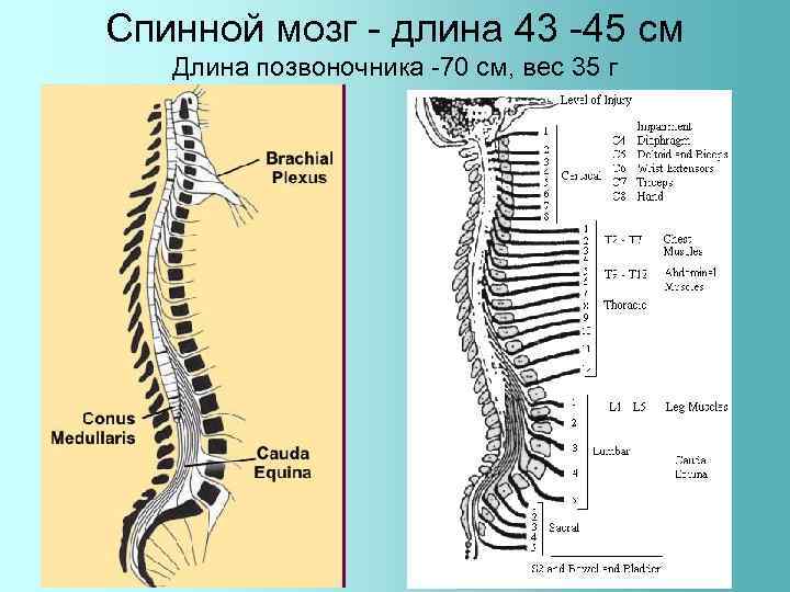 Спинной мозг - длина 43 -45 см Длина позвоночника -70 см, вес 35 г