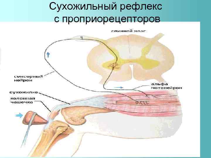 Сухожильный рефлекс с проприорецепторов 