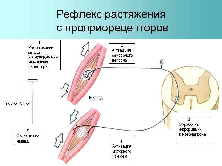 Рефлекс растяжения с проприорецепторов 