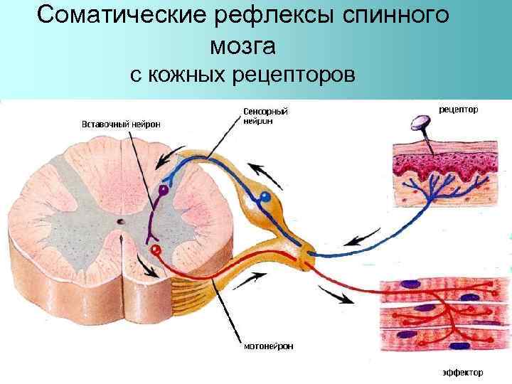 Соматические рефлексы спинного мозга с кожных рецепторов 