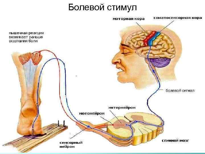 Болевой стимул 