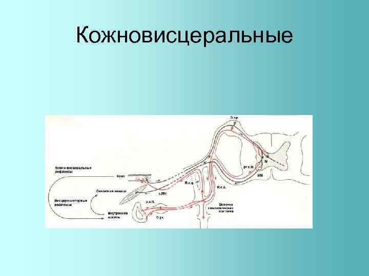 Кожновисцеральные 