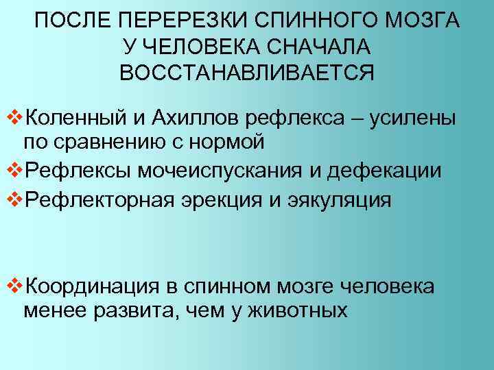 ПОСЛЕ ПЕРЕРЕЗКИ СПИННОГО МОЗГА У ЧЕЛОВЕКА СНАЧАЛА ВОССТАНАВЛИВАЕТСЯ v. Коленный и Ахиллов рефлекса –