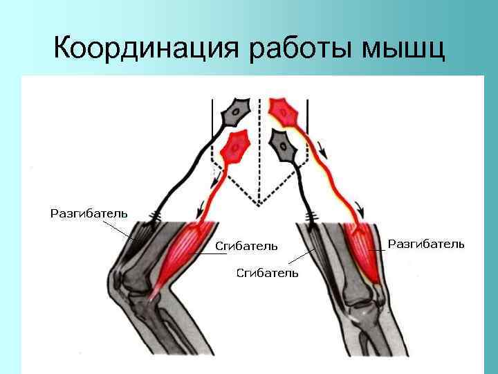 Координация работы мышц 