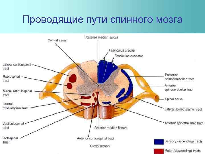 Проводящие пути спинного мозга 