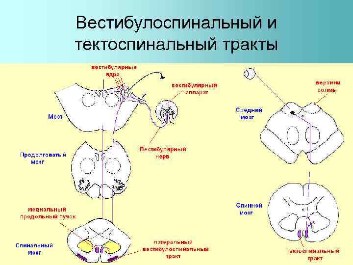Вестибулоспинальный и тектоспинальный тракты 