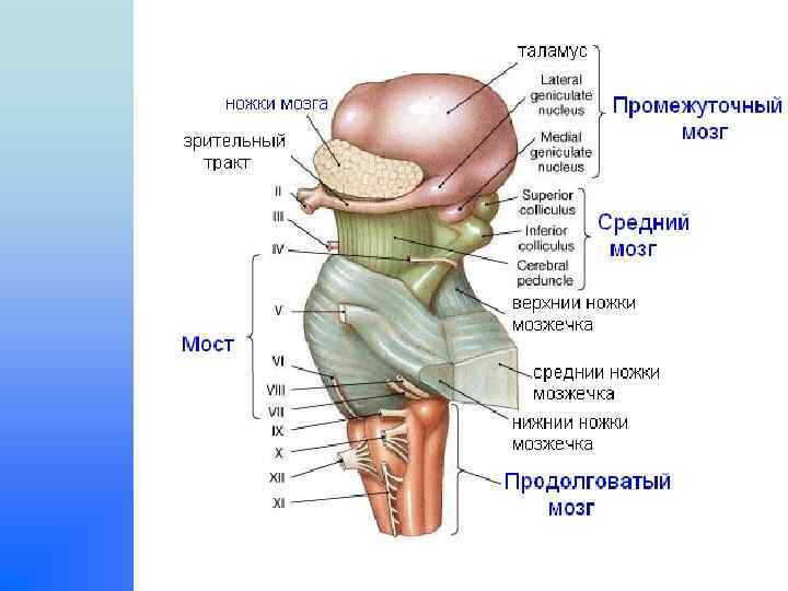 Ножки мозга. Ножка мозга функции.