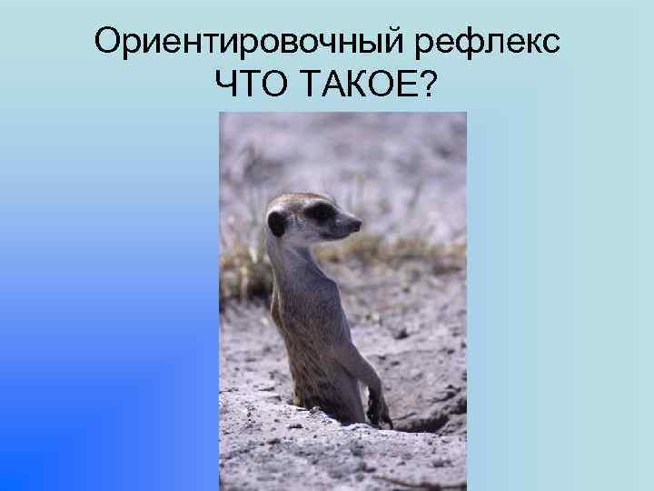 Ориентировочный рефлекс