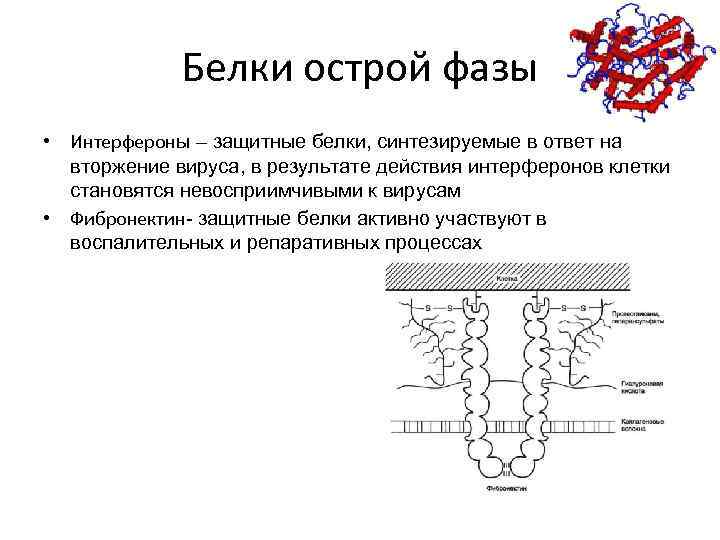 Белки интерфероны