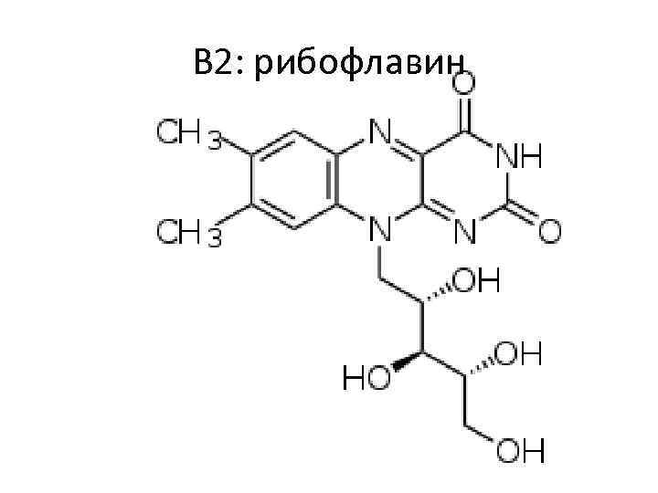 В 2: рибофлавин 