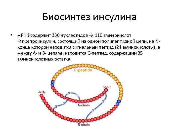 Биосинтез инсулина • м. РНК содержит 330 нуклеотидов → 110 аминокислот →препроинсулин, состоящий из