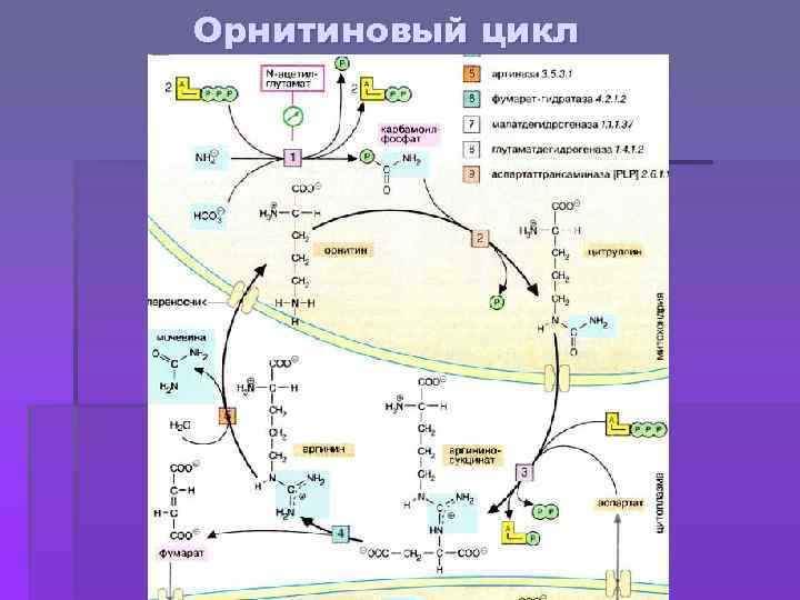 Орнитиновый цикл 