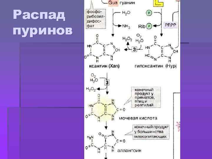 Распад пуринов 