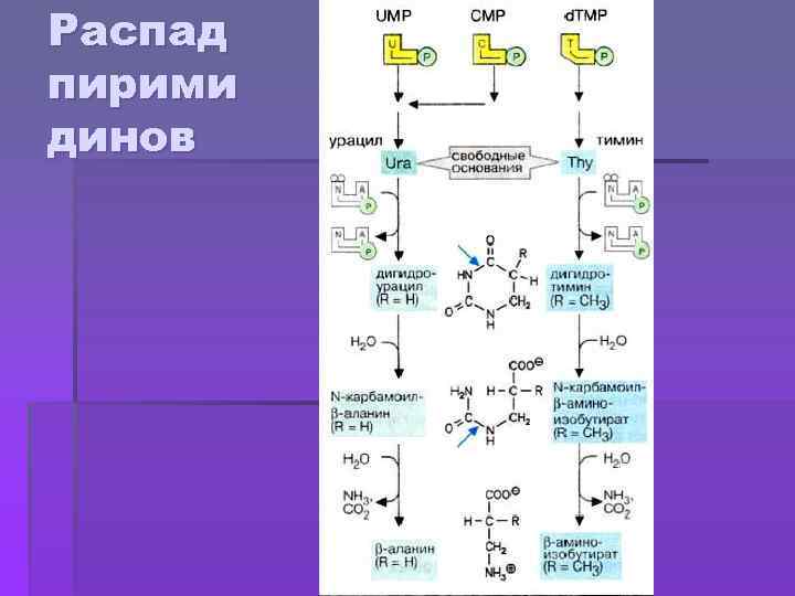 Распад пирими динов 