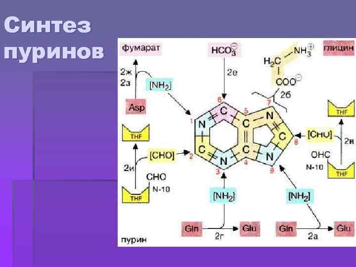 Синтез пуринов 