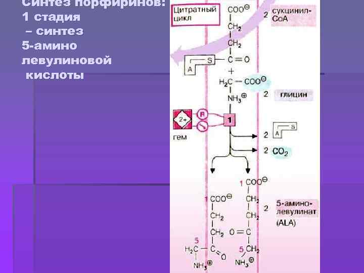 Синтез порфиринов: 1 стадия – синтез 5 -амино левулиновой кислоты 